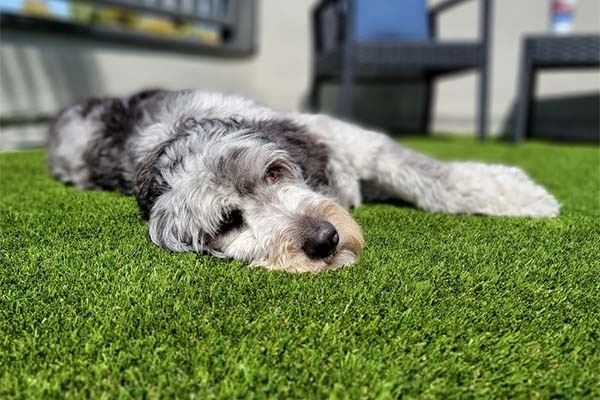 Artificial grass carpets